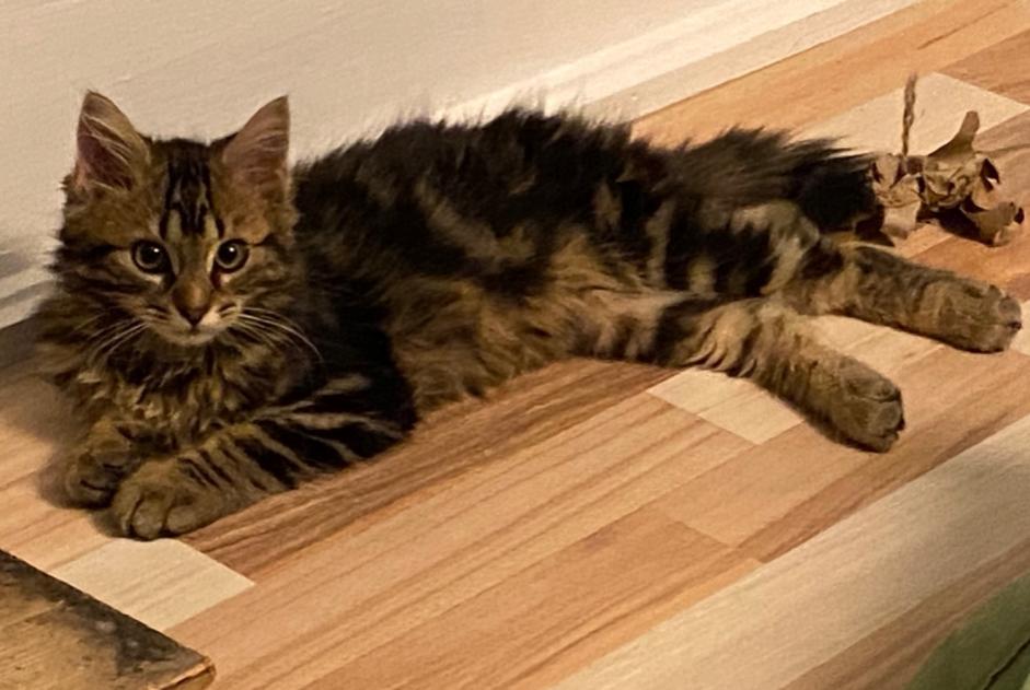 Fundmeldung Katze Männliche , Zwischen 1 und 3 Monaten Clos du Doubs Schweiz Fundmeldung Katze Männliche , Zwischen 1 und 3 Monaten Clos du Doubs Schweiz