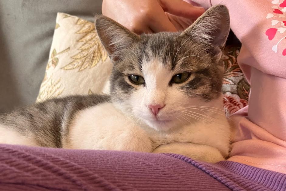 Fundmeldung Katze Unbekannt Noble-Contrée Schweiz Fundmeldung Katze Unbekannt Noble-Contrée Schweiz