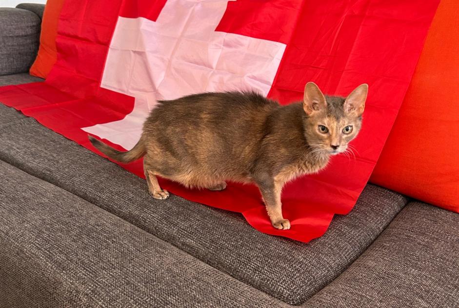 Vermisstmeldung Katze  Weiblich , 14 jahre Val-de-Ruz Schweiz
