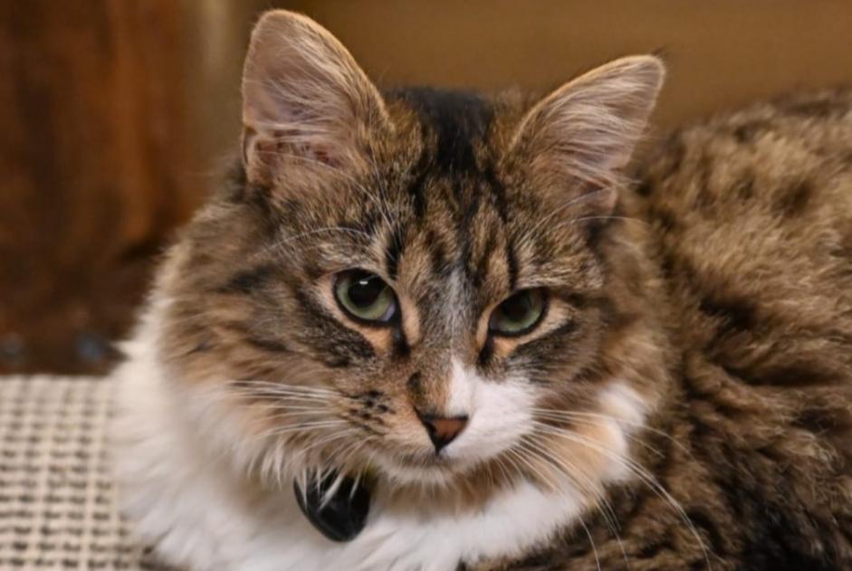 Vermisstmeldung Katze Männliche , 2 jahre Les Ponts-de-Martel Schweiz