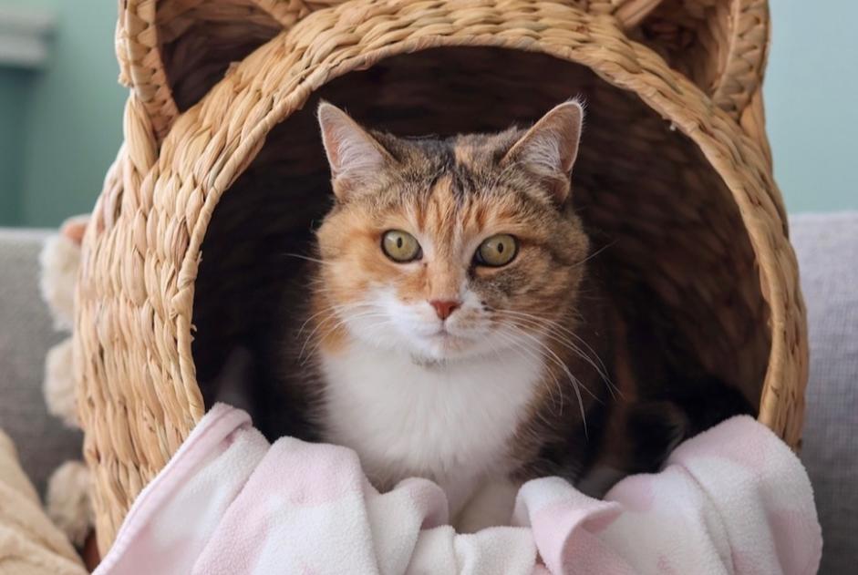 Vermisstmeldung Katze Weiblich , 17 jahre Cortaillod Schweiz
