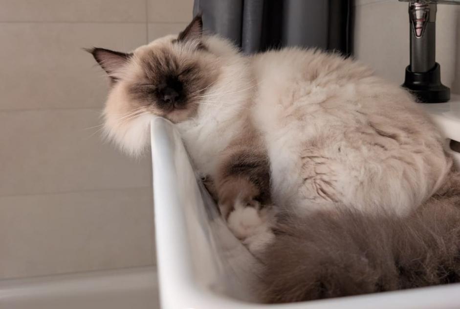 Vermisstmeldung Katze  Männliche , 4 jahre Neuchâtel Schweiz