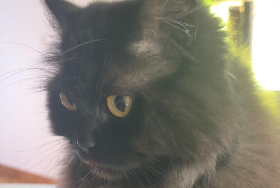 Vermisstmeldung Katze rassenmischung Weiblich , 26 jahre Nyon Schweiz Vermisstmeldung Katze rassenmischung Weiblich , 26 jahre Nyon Schweiz