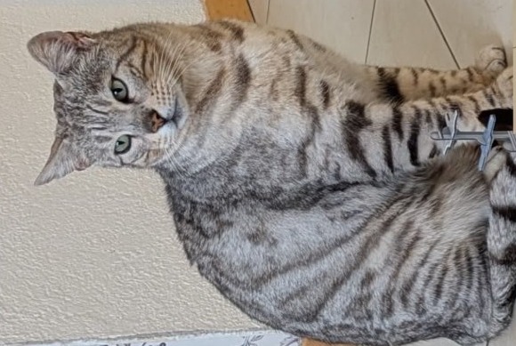 Vermisstmeldung Katze Männliche , 10 jahre Echandens Schweiz Vermisstmeldung Katze Männliche , 10 jahre Echandens Schweiz
