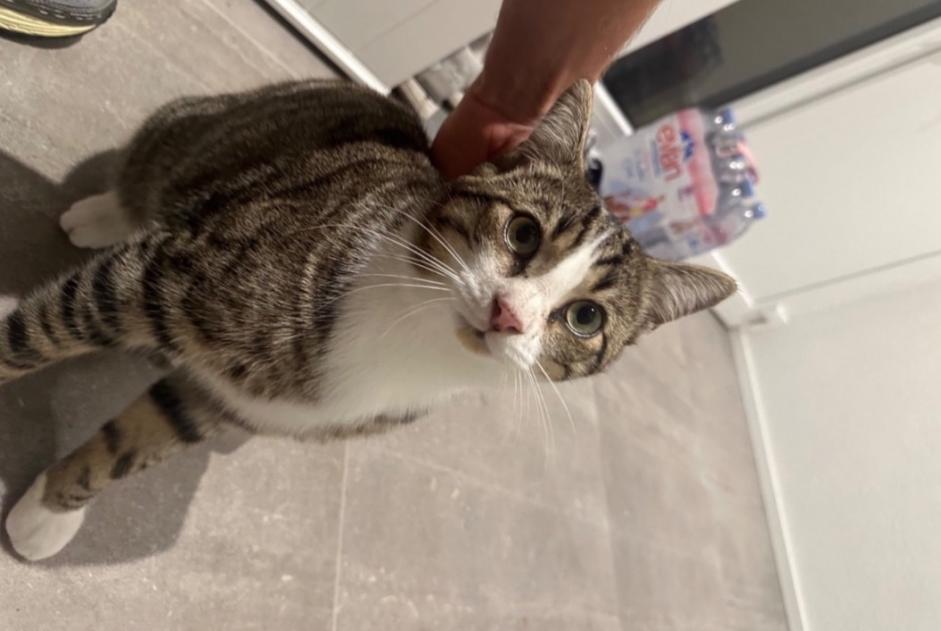 Disappearance alert Cat  Male , 2 years Neyruz Switzerland