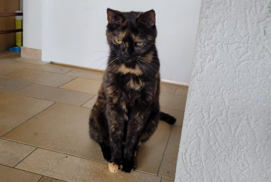 Disappearance alert Cat Female , 9 years La Chaux-de-Fonds Switzerland