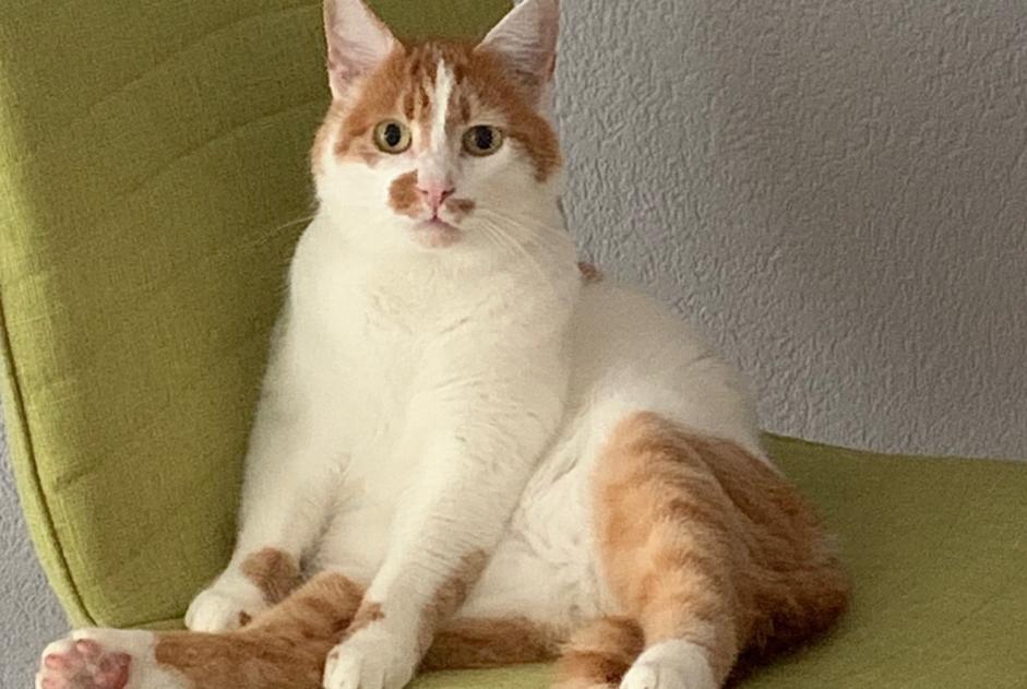 Disappearance alert Cat miscegenation Male , 3 years Milvignes Switzerland