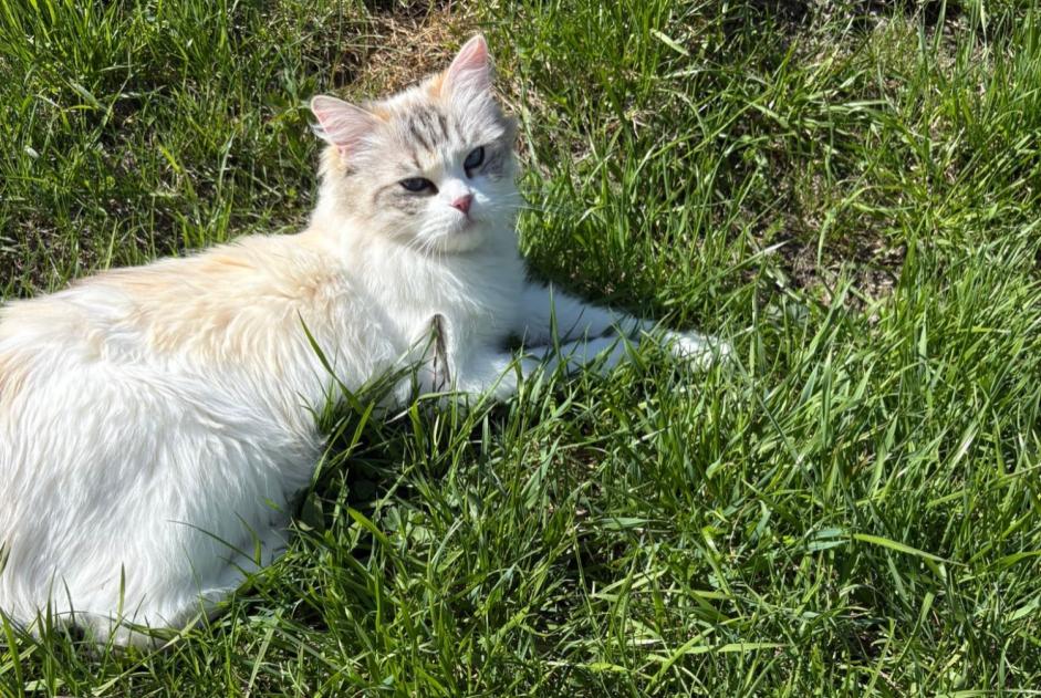 Disappearance alert Cat  Female , 6 years Riddes Switzerland