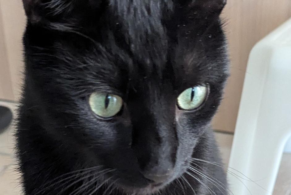 Alerta de Hallazgo Gato Macho Crassier Suiza
