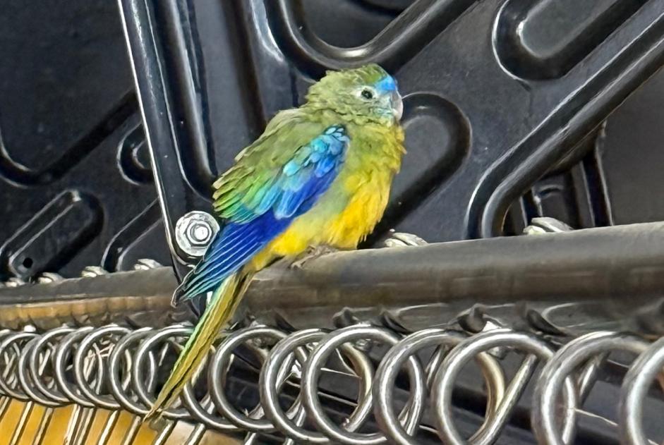 Alerta de Hallazgo Pájaro Desconocido Val-de-Ruz Suiza