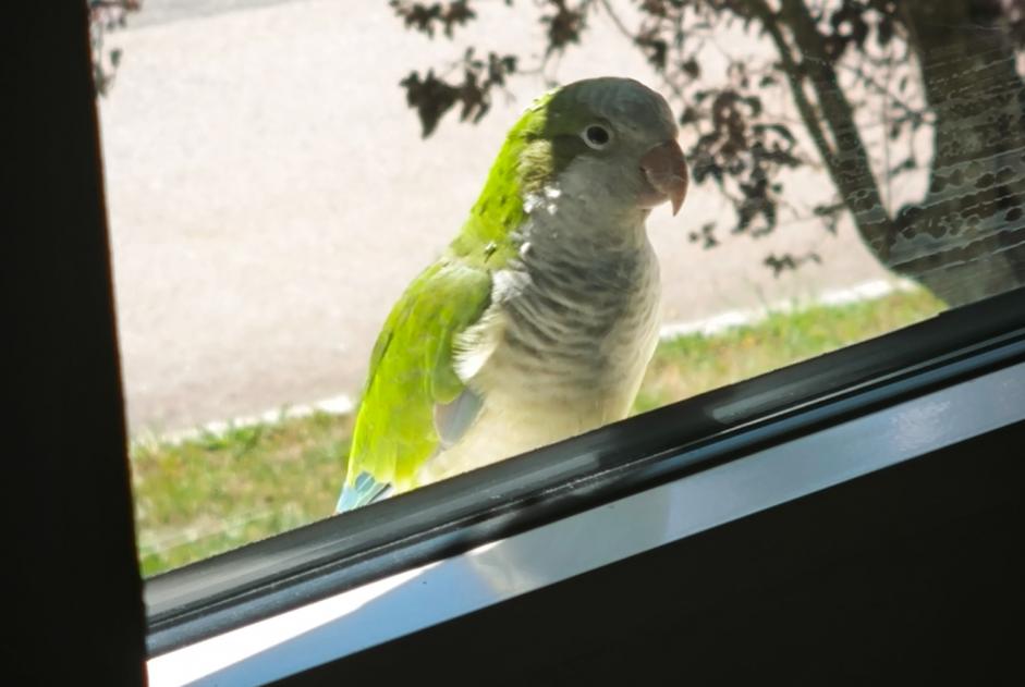 Alerte Découverte Autre perroquet Inconnu Le Locle Suisse
