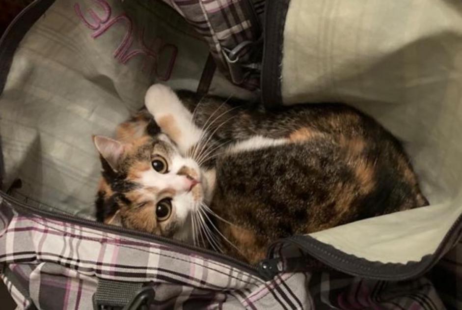 Alerte Disparition Chat Femelle , 9 ans Bulle Suisse Alerte Disparition Chat Femelle , 9 ans Bulle Suisse