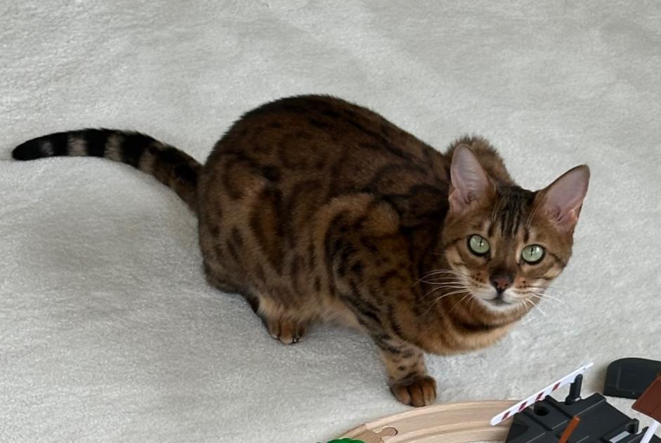 Alerte Disparition Chat  Femelle , 6 ans Lancy Suisse