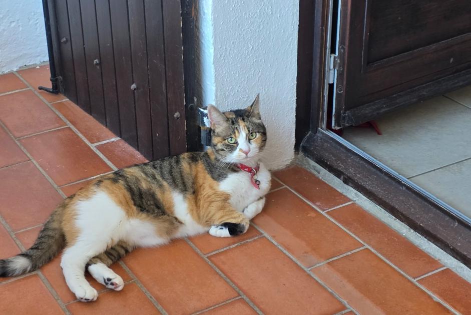 Alerte Disparition Chat croisement Femelle , 10 ans Val-de-Ruz Suisse