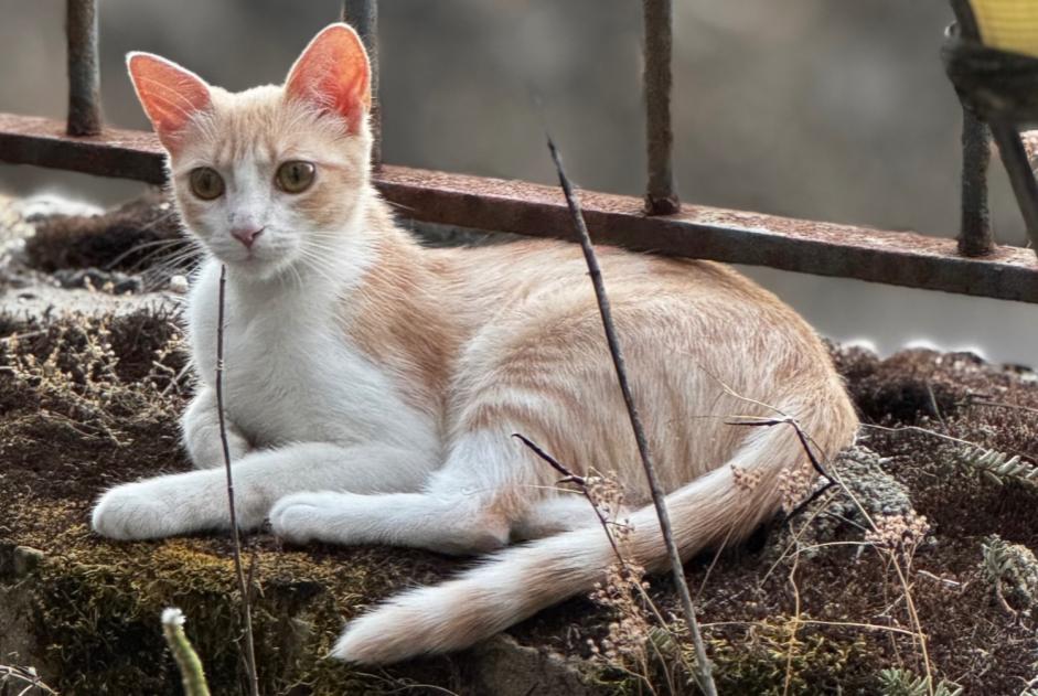 Alerte Disparition Chat Femelle , 1 ans Neuchâtel Suisse