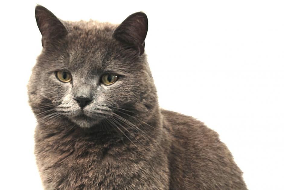 Alerte Disparition Chat croisement Mâle , 3 ans Val-de-Ruz Suisse