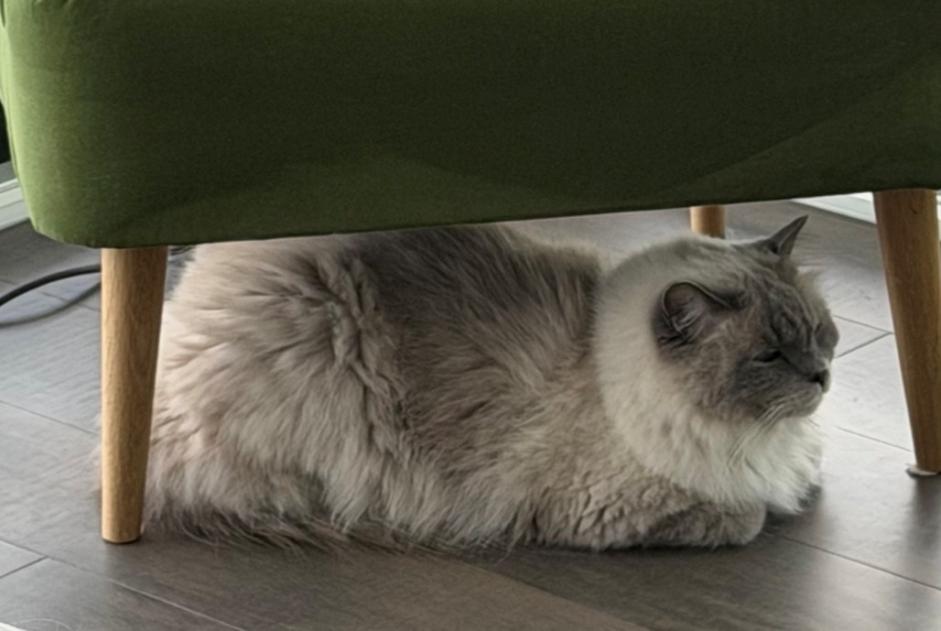 Alerte Disparition Chat Mâle , 5 ans Buchillon Suisse Alerte Disparition Chat Mâle , 5 ans Buchillon Suisse