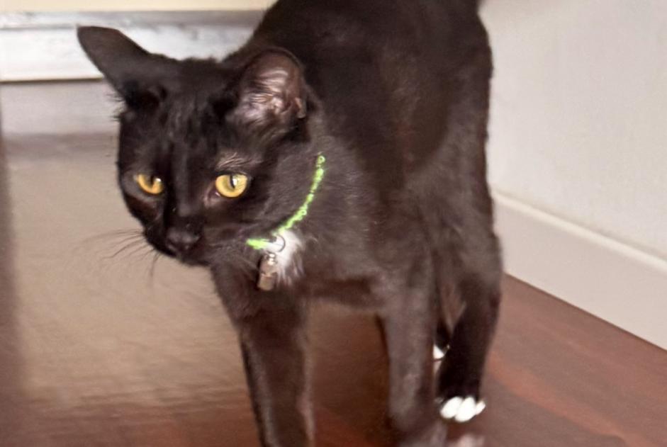 Alerte Disparition Chat croisement Femelle , 1 ans Lutry Suisse