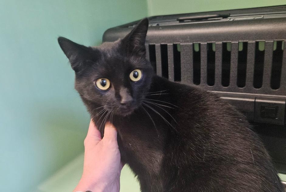Alerte Découverte Chat  Mâle La Chaux-de-Fonds Suisse