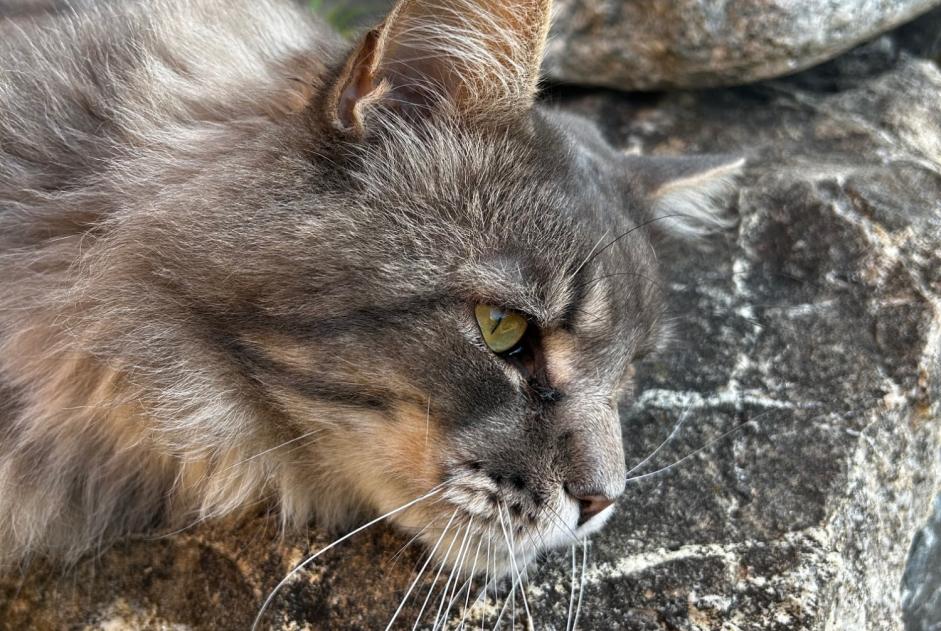 Alerte Découverte Chat Mâle , Entre 9 et 12 mois Savièse Suisse Alerte Découverte Chat Mâle , Entre 9 et 12 mois Savièse Suisse