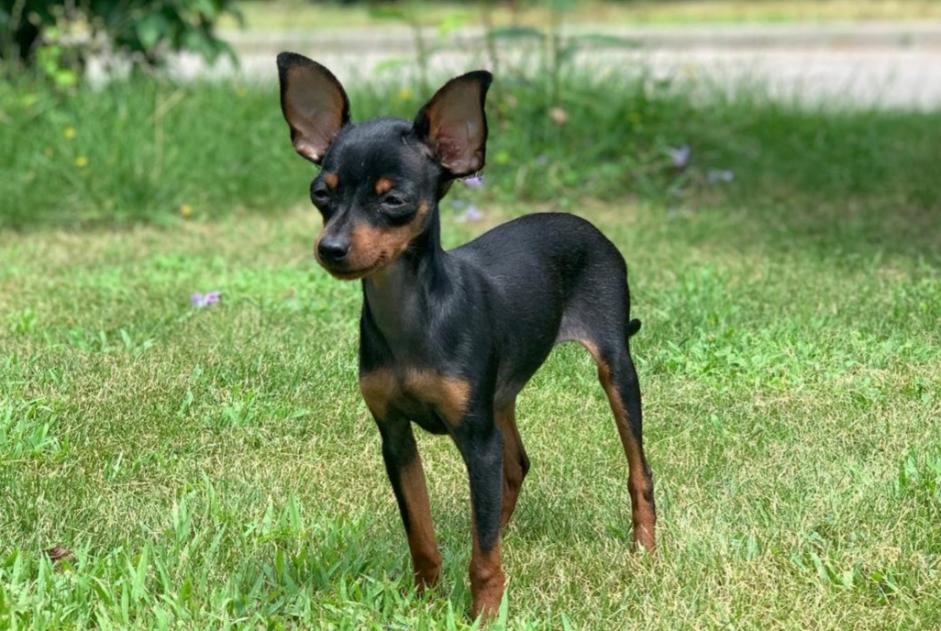Alerte Disparition Chien  Femelle , 5 ans Jouxtens-Mézery Suisse