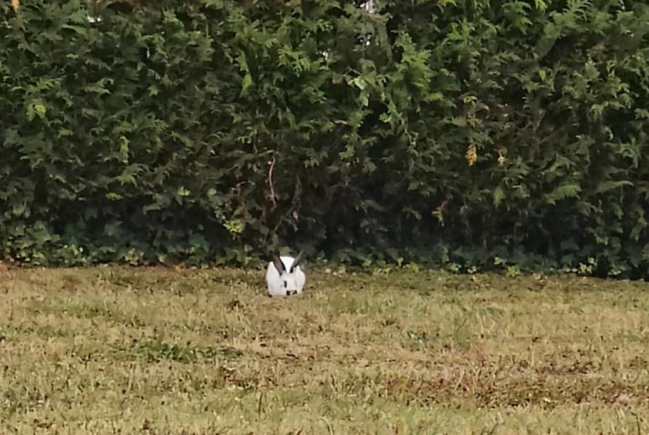 Alerte Découverte Lapin Inconnu Lausanne Suisse Alerte Découverte Lapin Inconnu Lausanne Suisse