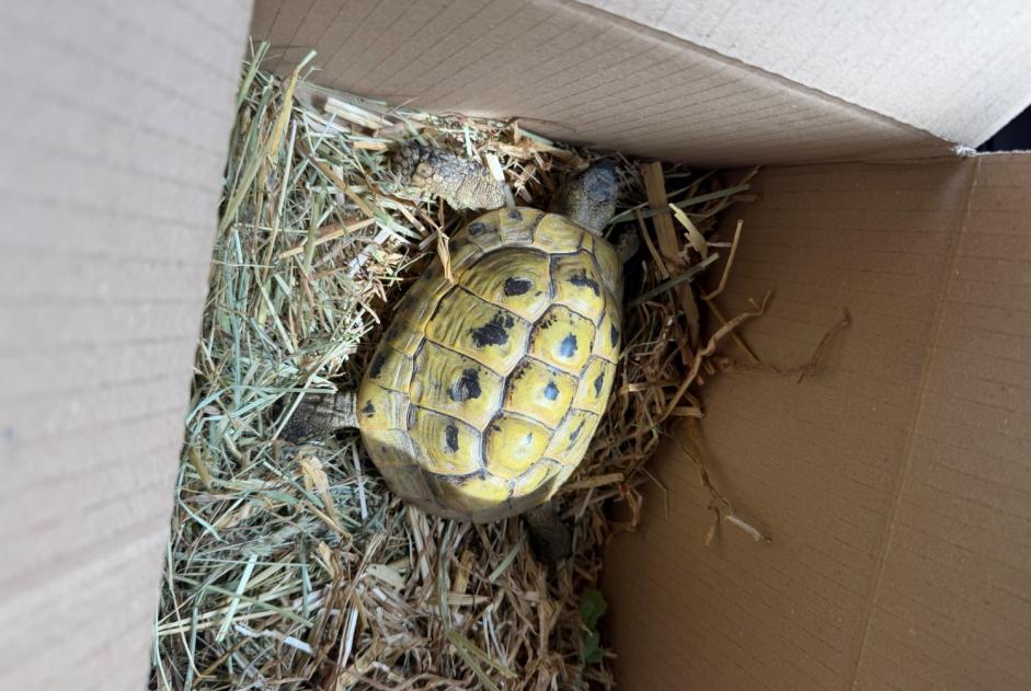 Alerte Découverte Tortue Mâle Neuchâtel Suisse