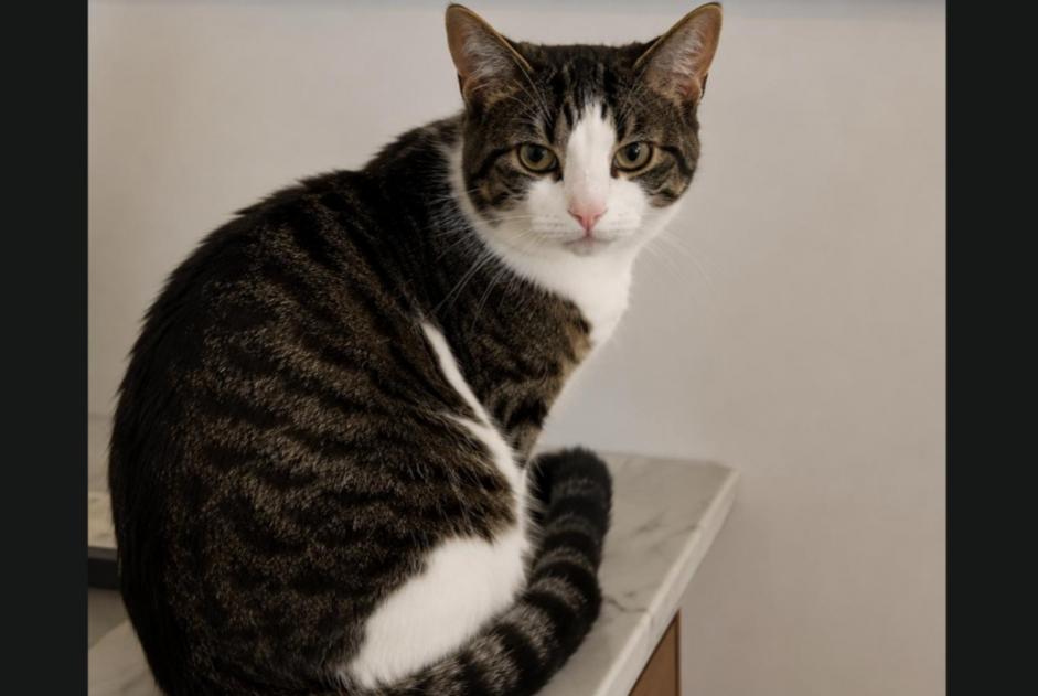 Avviso scomparsa Gatto Maschio , 1 anni Penthalaz Svizzera