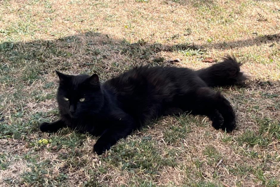 Avviso Ritrovamento Gatto Femmina , 2 anni Les Ponts-de-Martel Svizzera Avviso Ritrovamento Gatto Femmina , 2 anni Les Ponts-de-Martel Svizzera