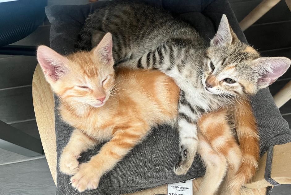 Avviso Ritrovamento Gatto Femmina , Tra 1 e 3 mesi Fully Svizzera Avviso Ritrovamento Gatto Femmina , Tra 1 e 3 mesi Fully Svizzera