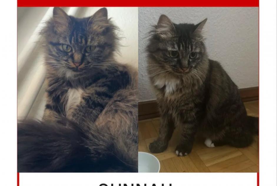 Alerta desaparecimento Gato Fêmea , 4 anos Genève Switzerland Alerta desaparecimento Gato Fêmea , 4 anos Genève Switzerland