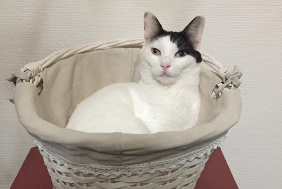 Alerta desaparecimento Gato  Fêmea , 8 anos Milvignes Switzerland