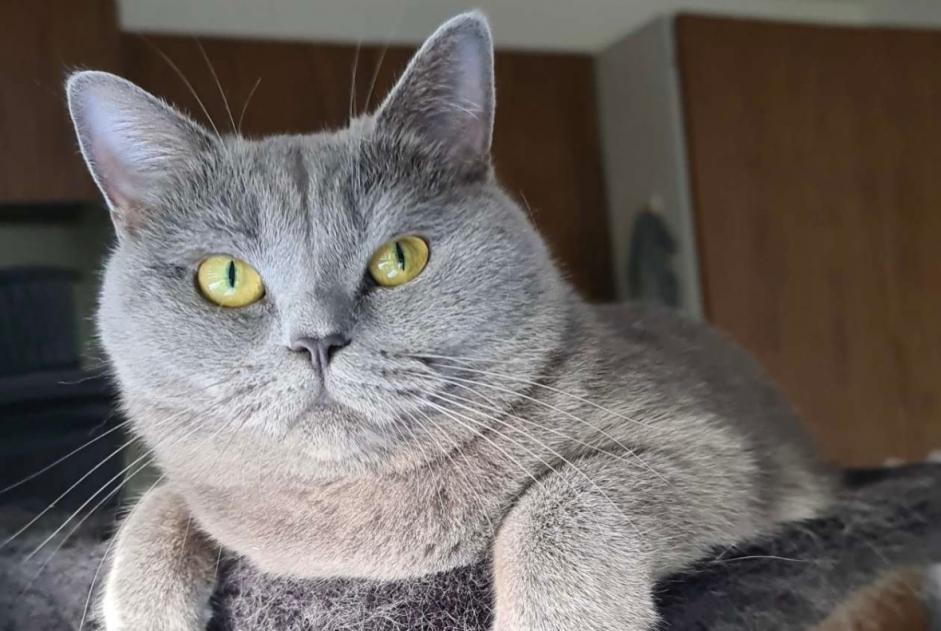 Alerta desaparecimento Gato  Fêmea , 4 anos Corsier-sur-Vevey Switzerland