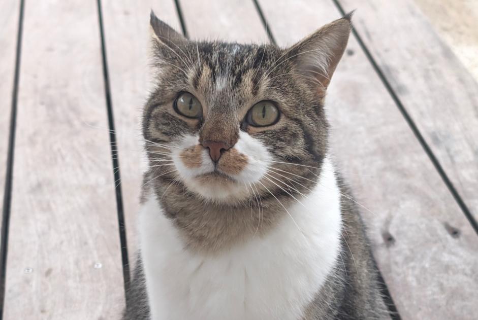 Alerta descoberta Gato Desconhecido Belfaux Switzerland Alerta descoberta Gato Desconhecido Belfaux Switzerland