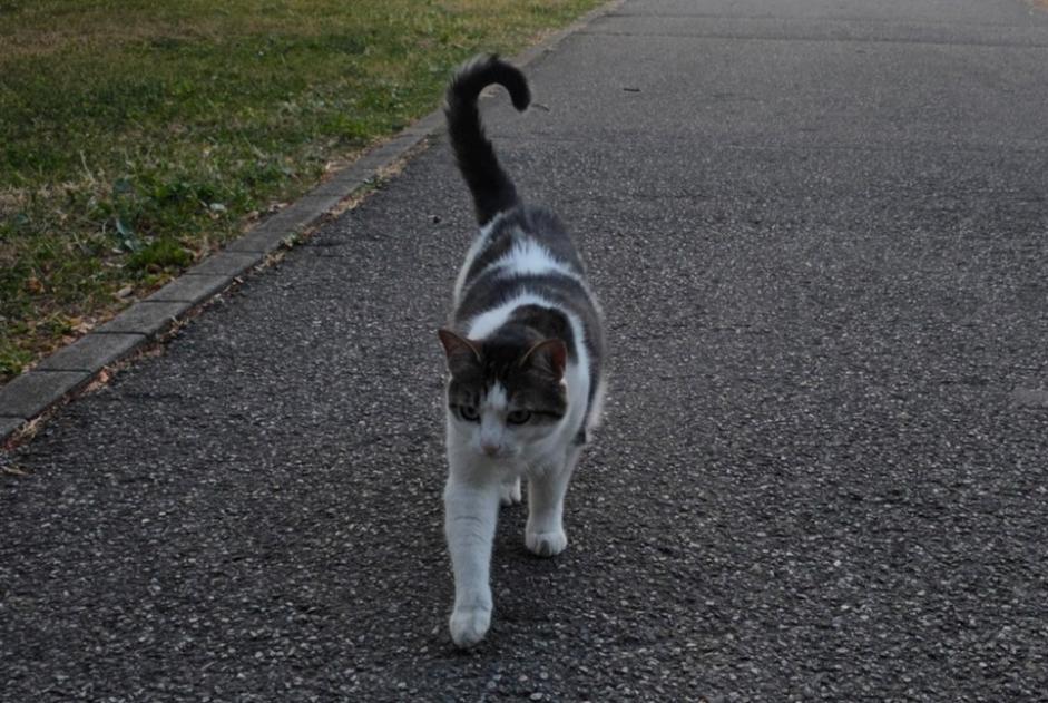 Alerta descoberta Gato Desconhecido Grand-Saconnex Switzerland Alerta descoberta Gato Desconhecido Grand-Saconnex Switzerland