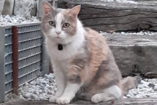 Alerta descoberta Gato Desconhecido Chamoson Switzerland