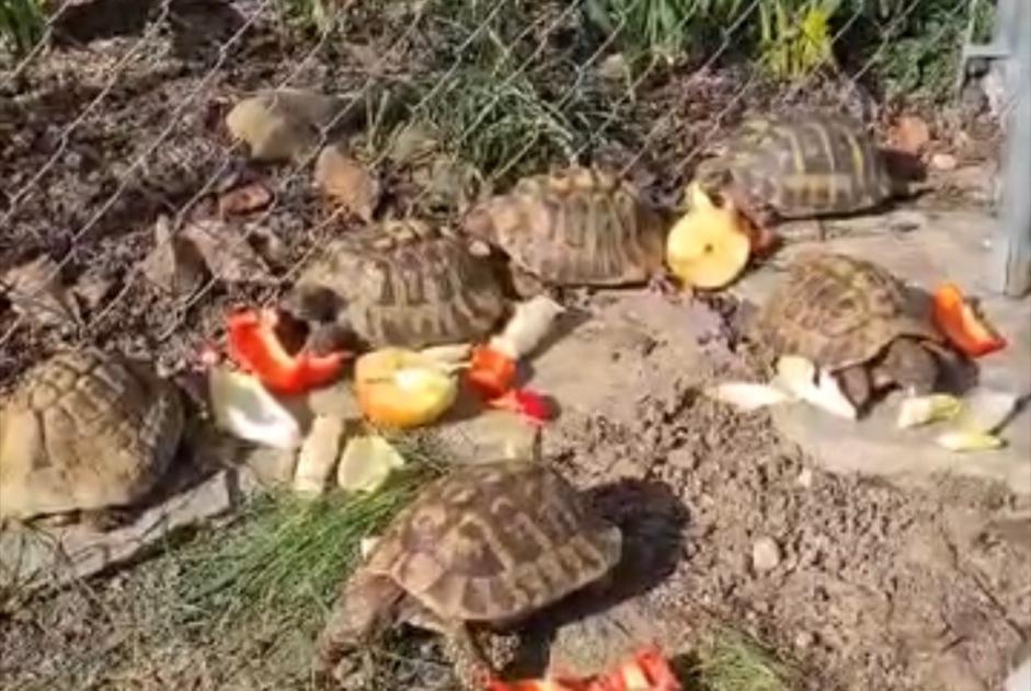 Alerta desaparecimento Tartaruga Macho , 2026 anos Cressier Switzerland